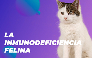 La inmunodeficiencia felina